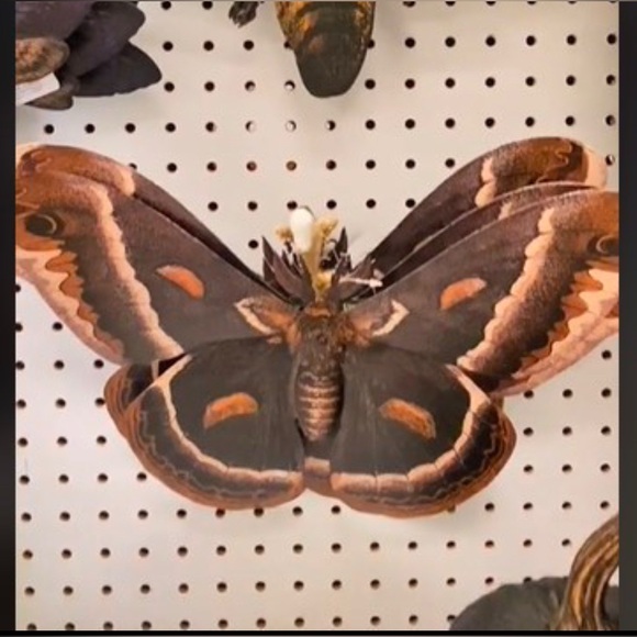 Time and Place set of Metal Moth wall decor - Picture 4 of 8